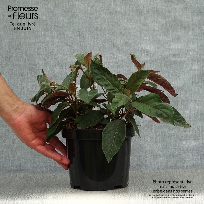 Spécimen de Hydrangea aspera Hot Chocolate - Hortensia brun  Pot de 3L/4L tel que livré en été