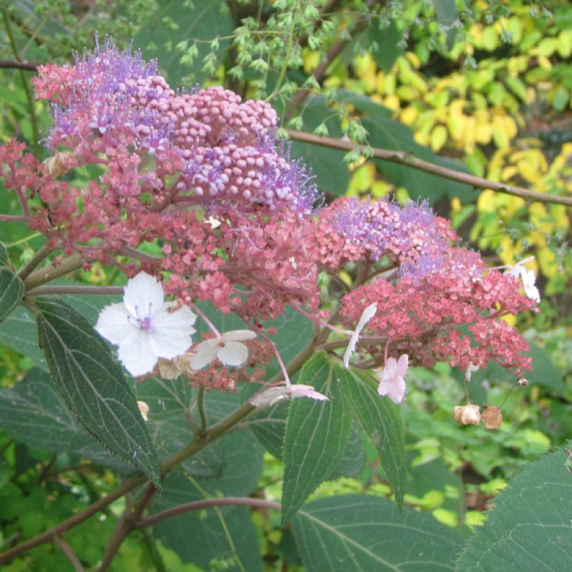 Hortensia - Hydrangea aspera Kawakami - Hortensia arbustif (Floraison)