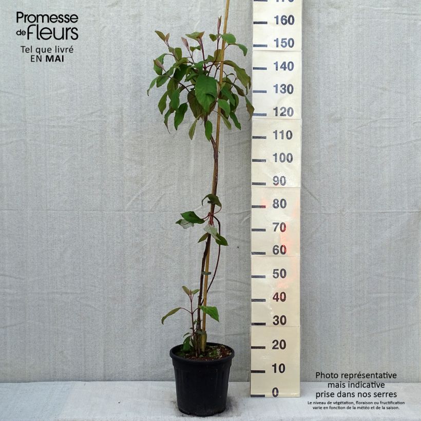 Spécimen de Hortensia - Hydrangea aspera Kawakami - Hortensia arbustif tel que livré au printemps