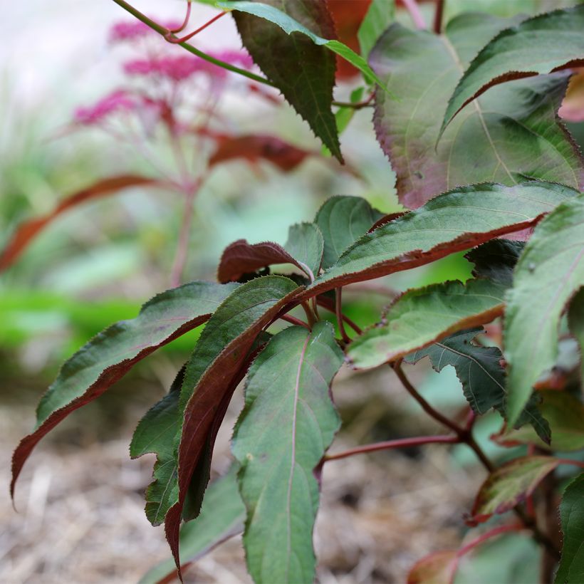 Hortensia - Hydrangea aspera Rosemary Foster  (Feuillage)