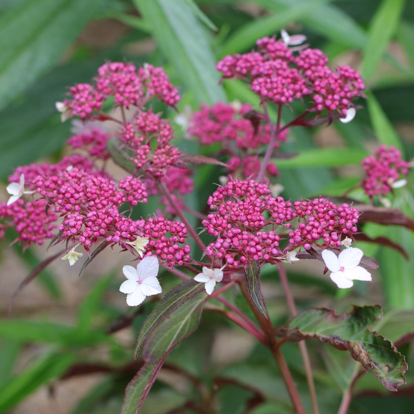 Hortensia - Hydrangea aspera Rosemary Foster  (Floraison)