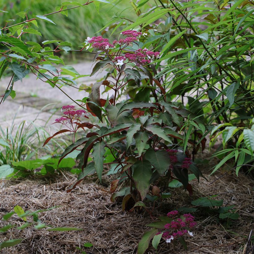 Hortensia - Hydrangea aspera Rosemary Foster  (Port)