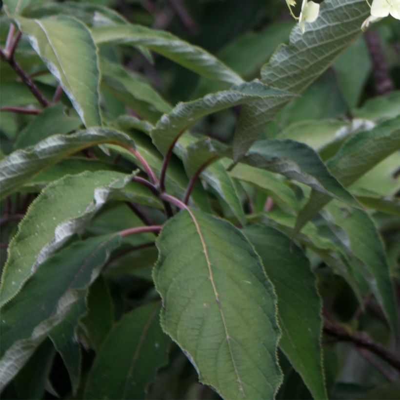 Hydrangea heteromalla Bretschneideri (Feuillage)
