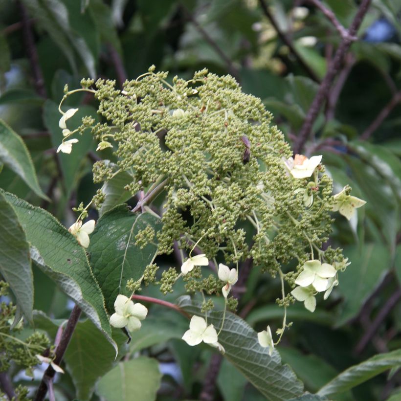 Hydrangea heteromalla Bretschneideri (Floraison)