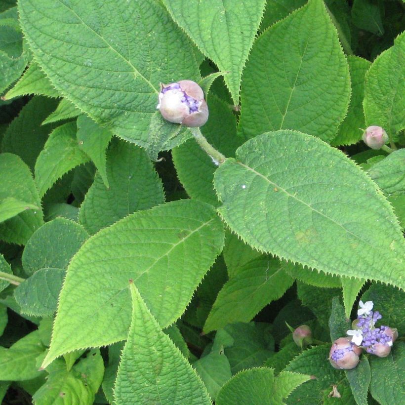 Hortensia - Hydrangea involucrata (Feuillage)