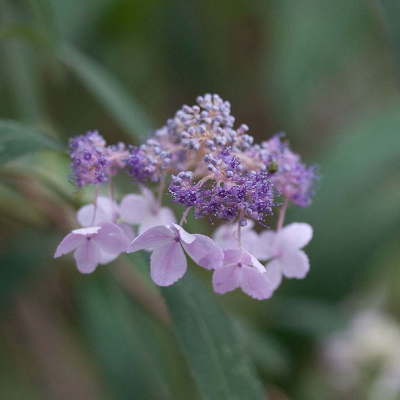 Hortensia - Hydrangea involucrata (Floraison)