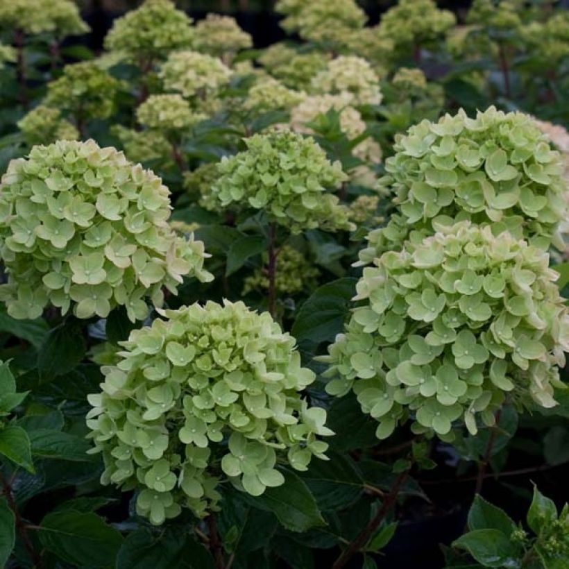 Hydrangea paniculata Little Lime - Hortensia paniculé (Floraison)