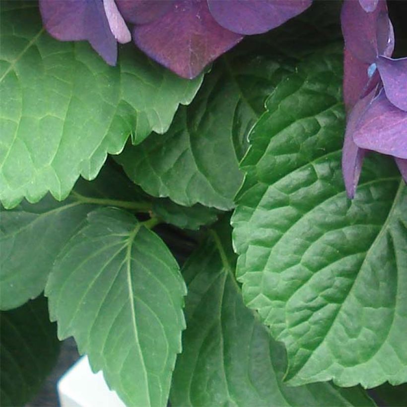 Hortensia - Hydrangea macrophylla Deep Purple Dance (Music Collection) (Feuillage)