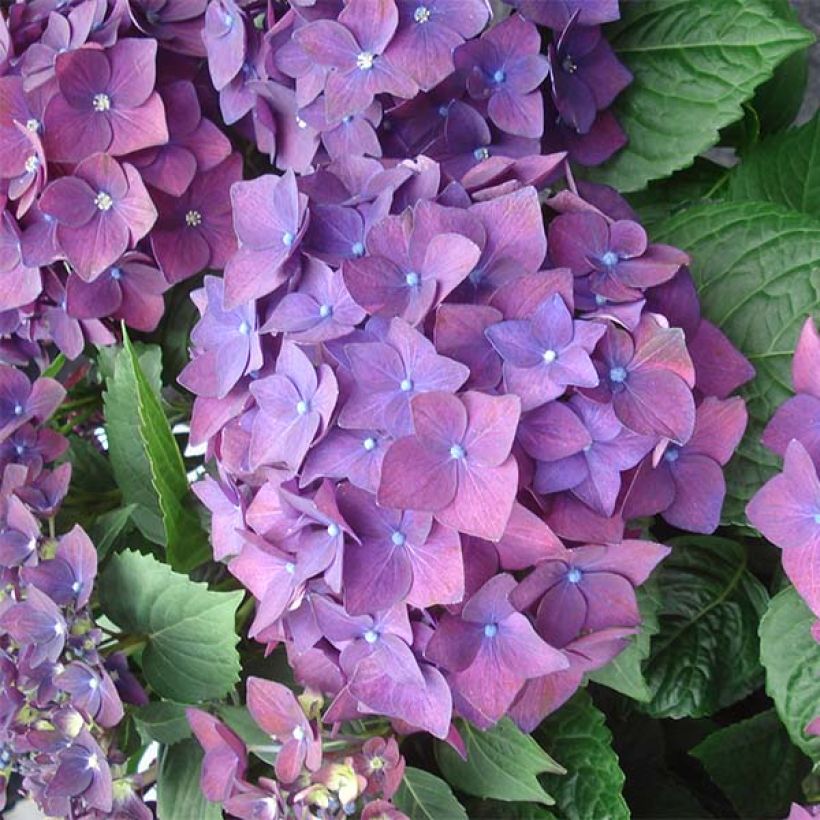 Hortensia - Hydrangea macrophylla Deep Purple Dance (Music Collection) (Floraison)
