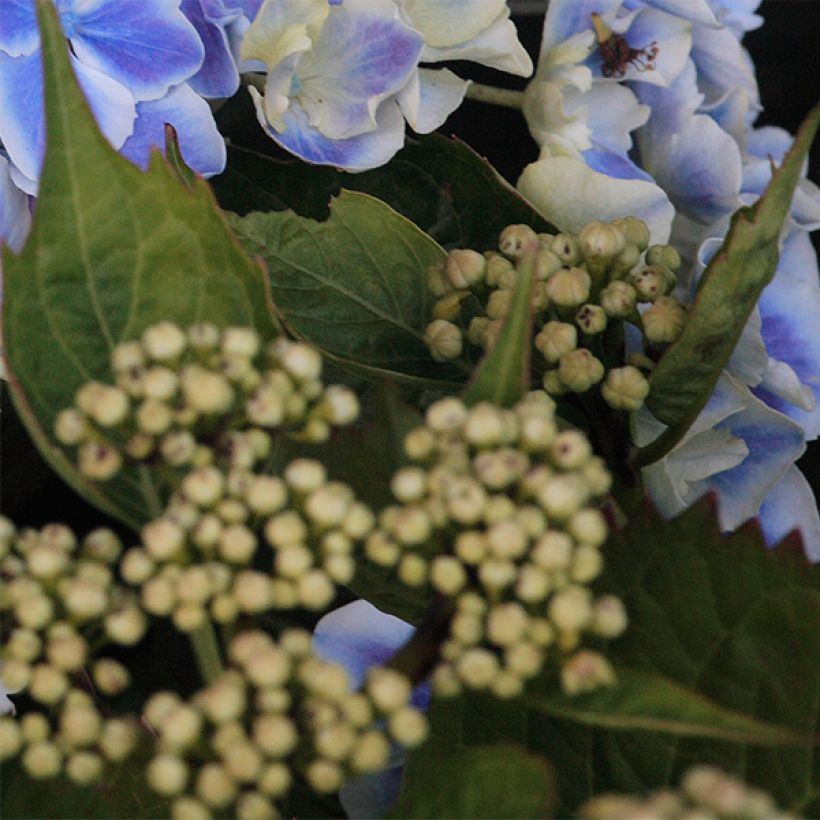 Hortensia - Hydrangea macrophylla Lady Fujiyo (Feuillage)