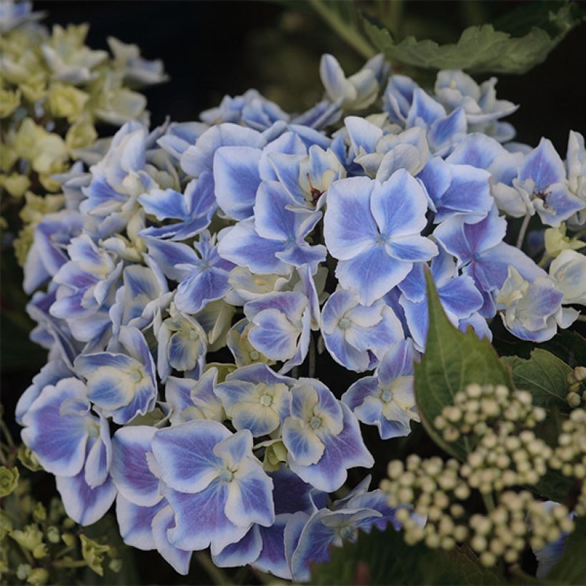 Hortensia - Hydrangea macrophylla Lady Fujiyo (Floraison)