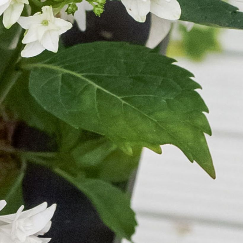 Hortensia - Hydrangea macrophylla Shooting Star (Feuillage)