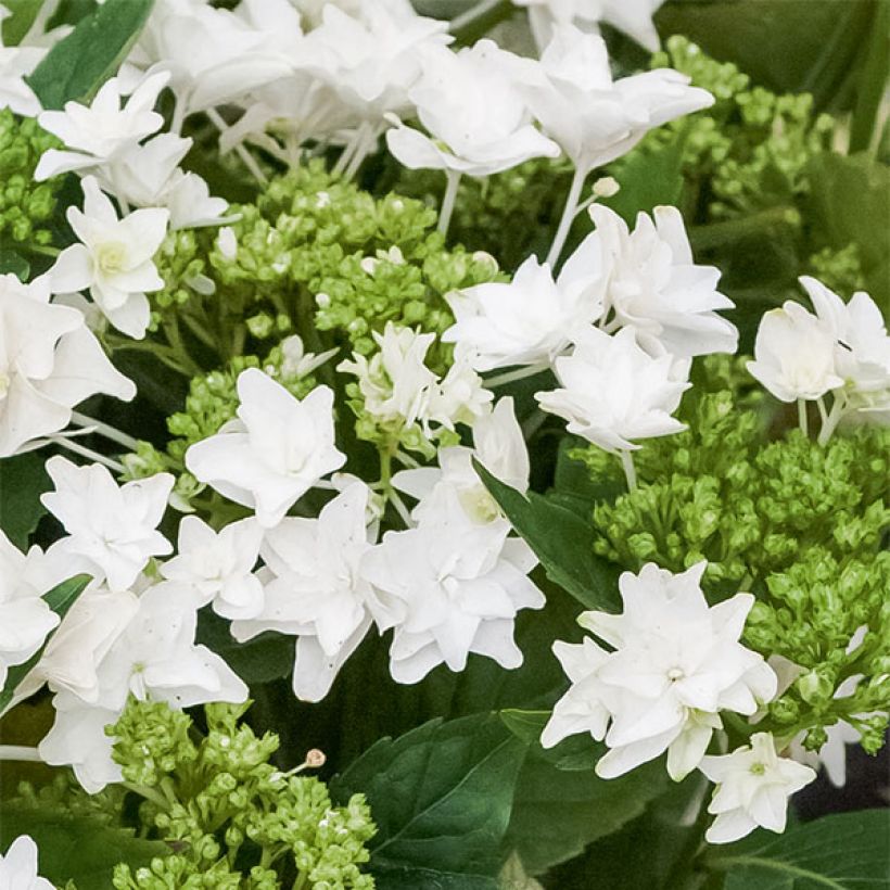 Hortensia - Hydrangea macrophylla Shooting Star (Floraison)