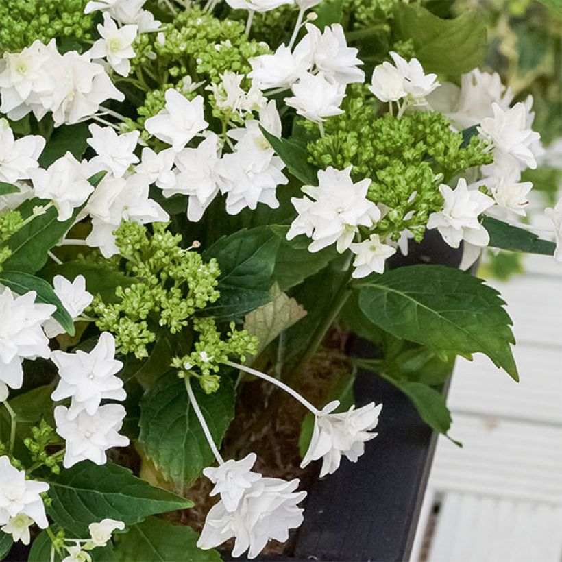 Hortensia - Hydrangea macrophylla Shooting Star (Port)