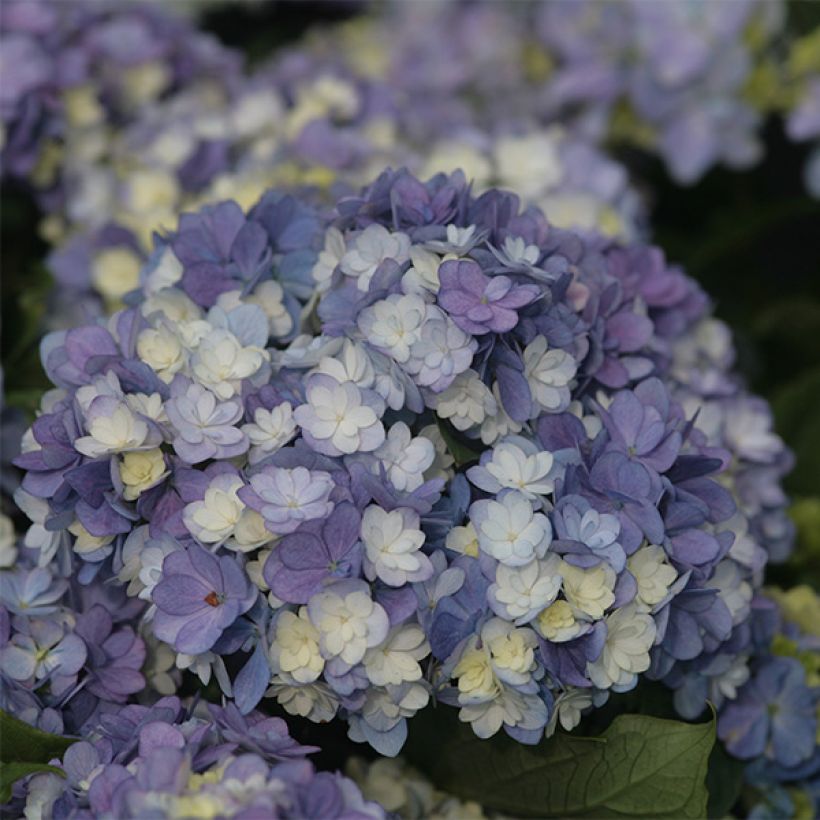 Hortensia - Hydrangea macrophylla You and Me Tea Time Together (Floraison)