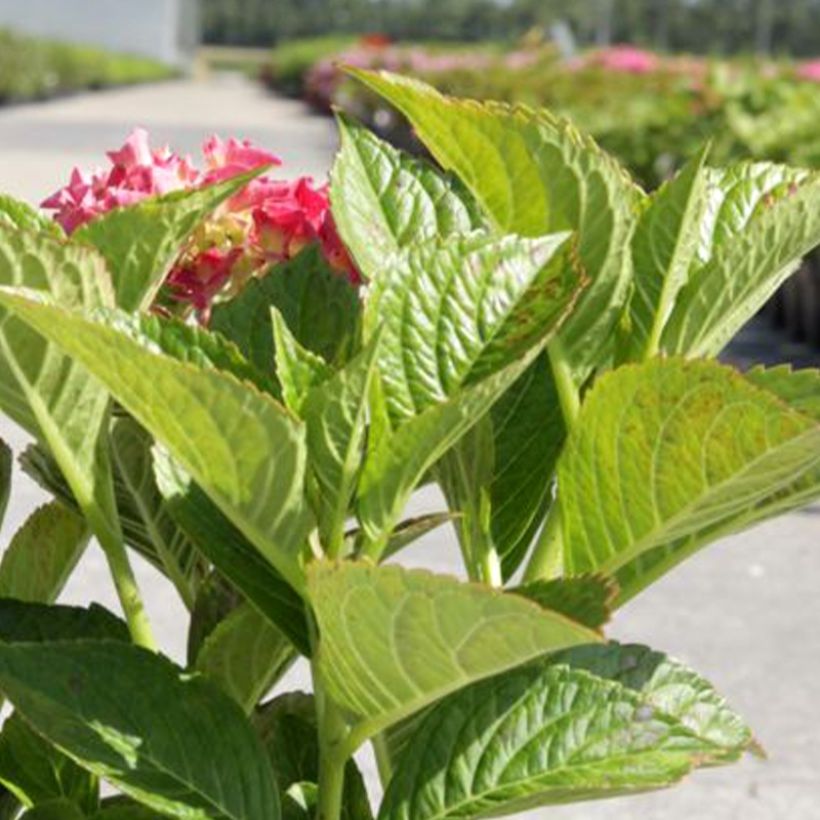 Hortensia macrophylla Alpenglühen (Feuillage)