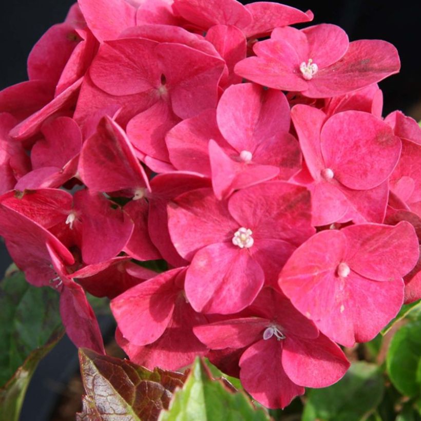 Hortensia macrophylla Alpenglühen (Floraison)