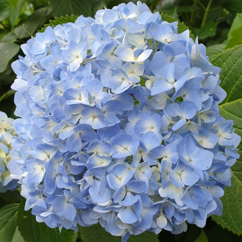 Hortensia macrophylla Ankong (Floraison)