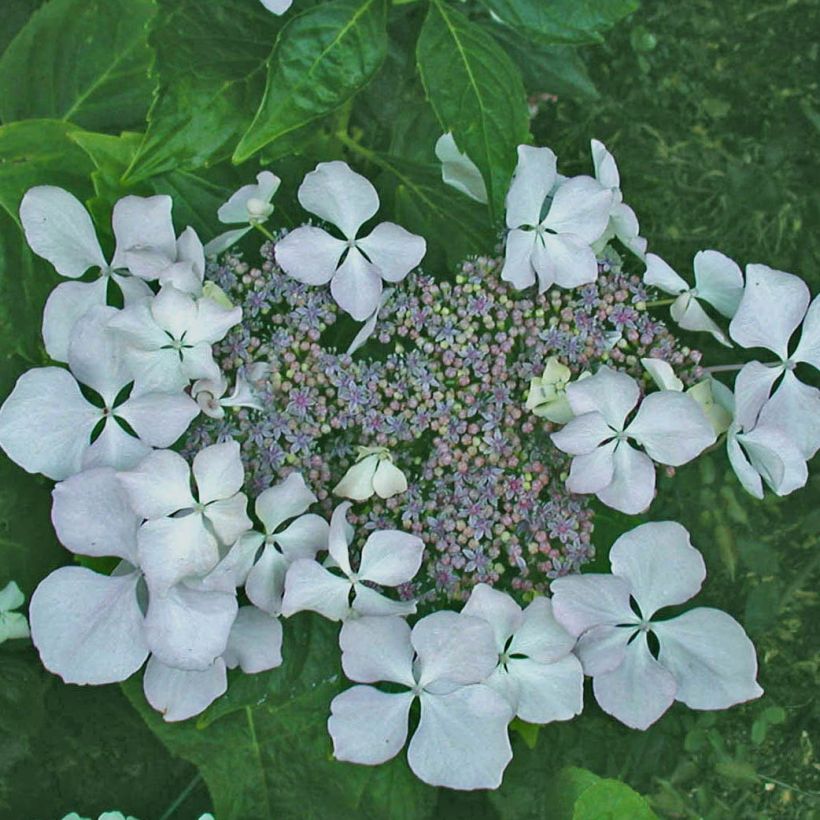 Hortensia - Hydrangea macrophylla Beauté Vendômoise (Floraison)