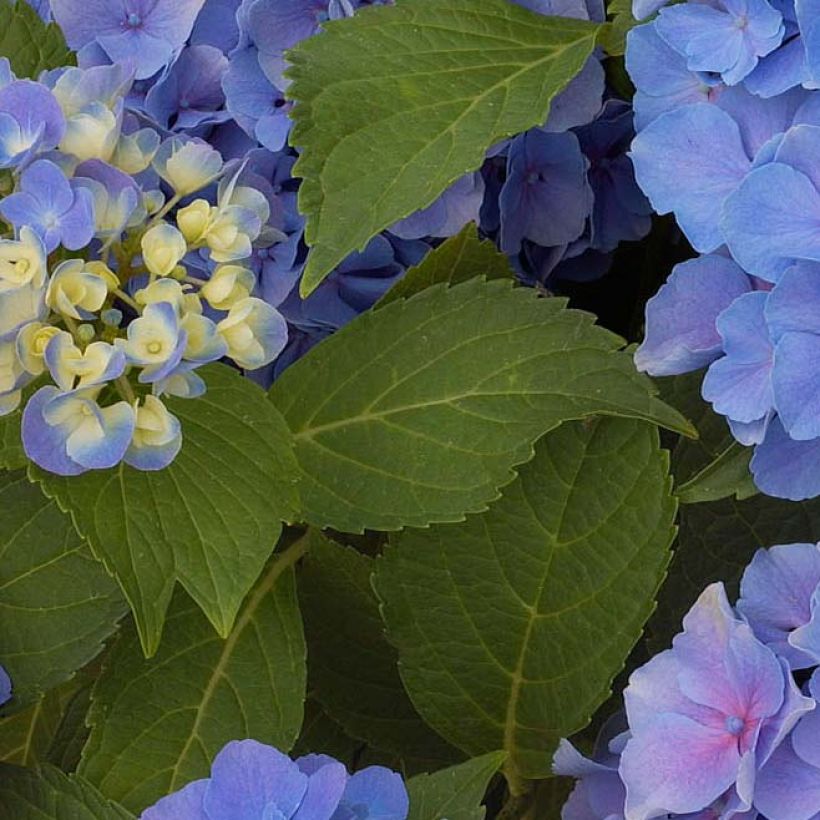 Hortensia - Hydrangea macrophylla Benelux (bleu) (Feuillage)