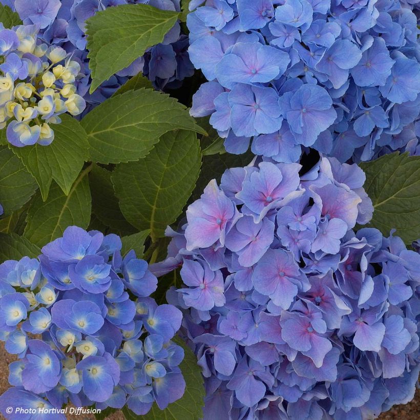 Hortensia - Hydrangea macrophylla Benelux (bleu) (Floraison)