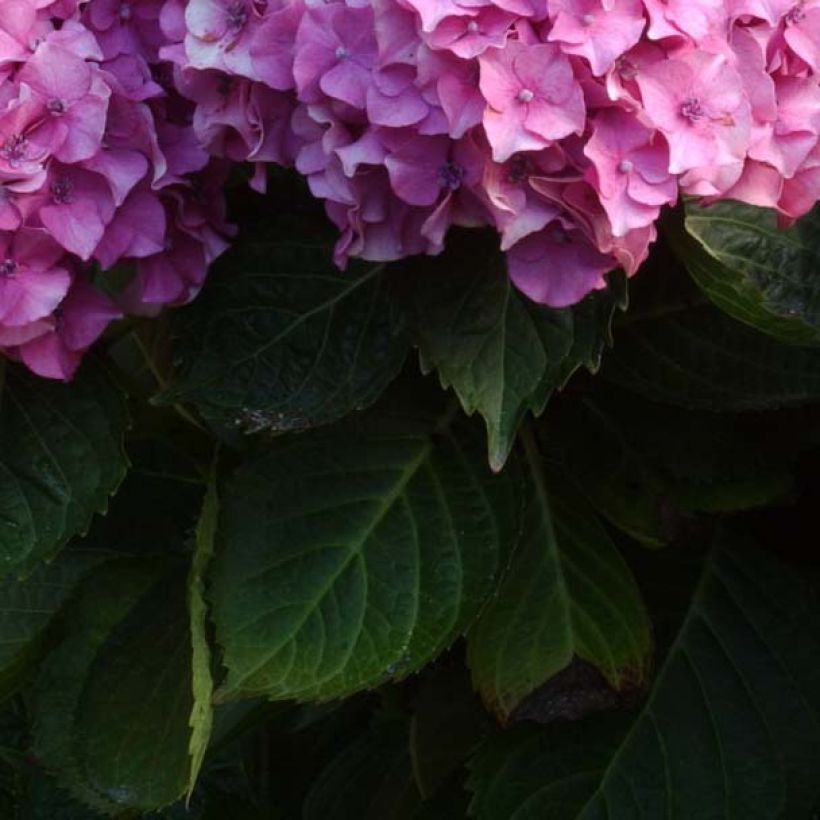 Hortensia - Hydrangea macrophylla Benelux (rose) (Feuillage)