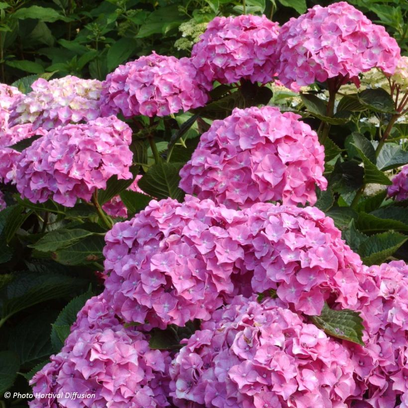 Hortensia - Hydrangea macrophylla Benelux (rose) (Floraison)