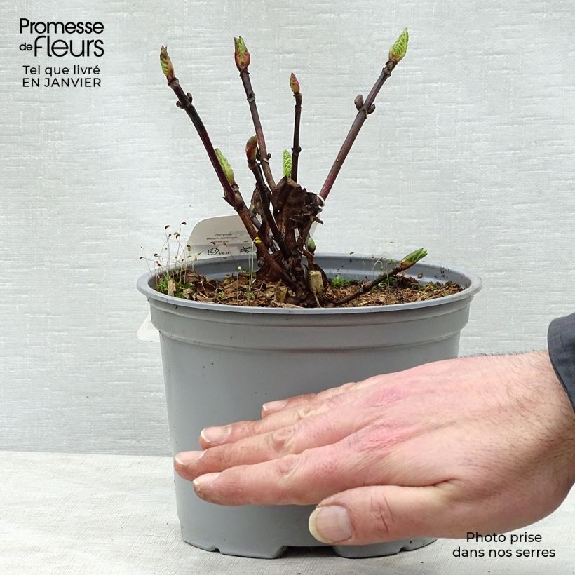 Spécimen de Hortensia - Hydrangea macrophylla Black Steel Zebra Pot de 2L/3L tel que livré en hiver
