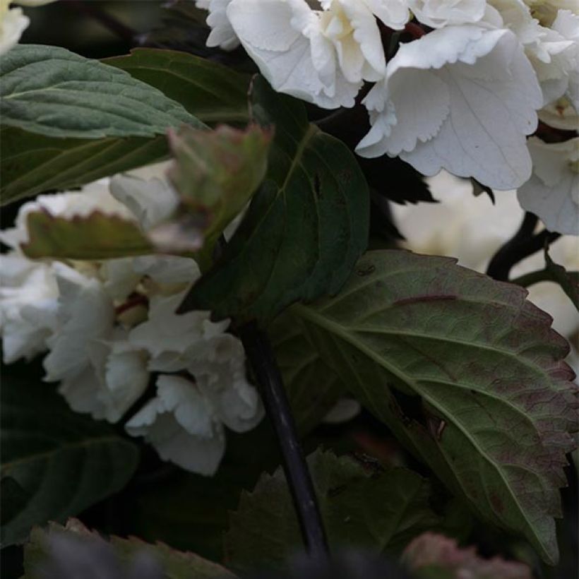 Hortensia - Hydrangea macrophylla Black Steel Zebra (Feuillage)