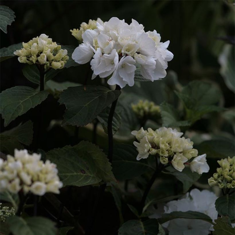 Hortensia - Hydrangea macrophylla Black Steel Zebra (Floraison)