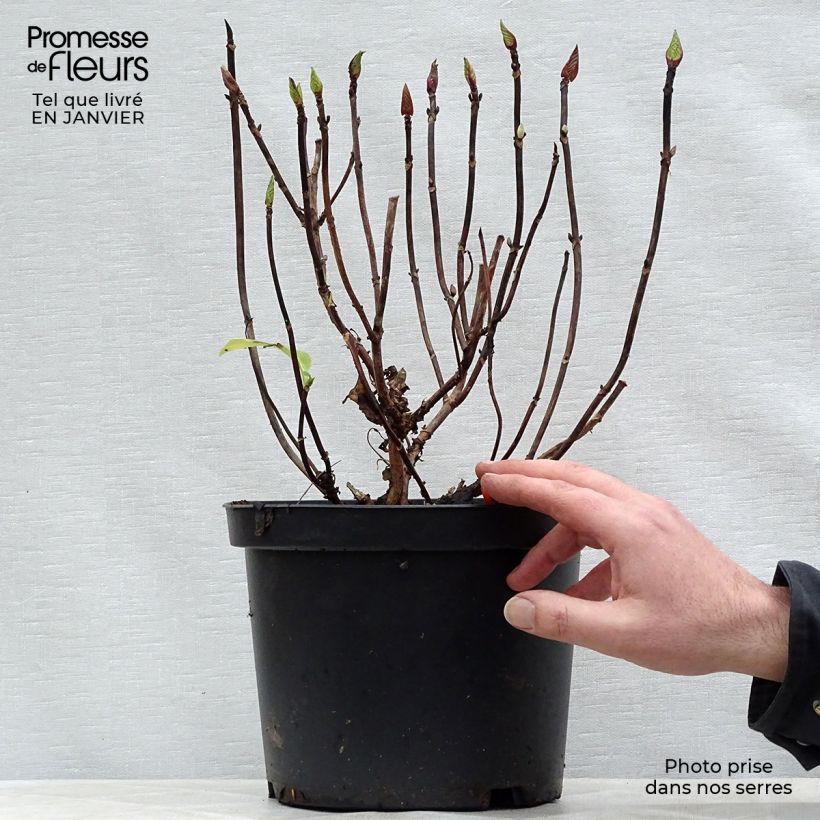 Spécimen de Hortensia - Hydrangea macrophylla Black Steel Zebra Pot de 4L/5L tel que livré en hiver