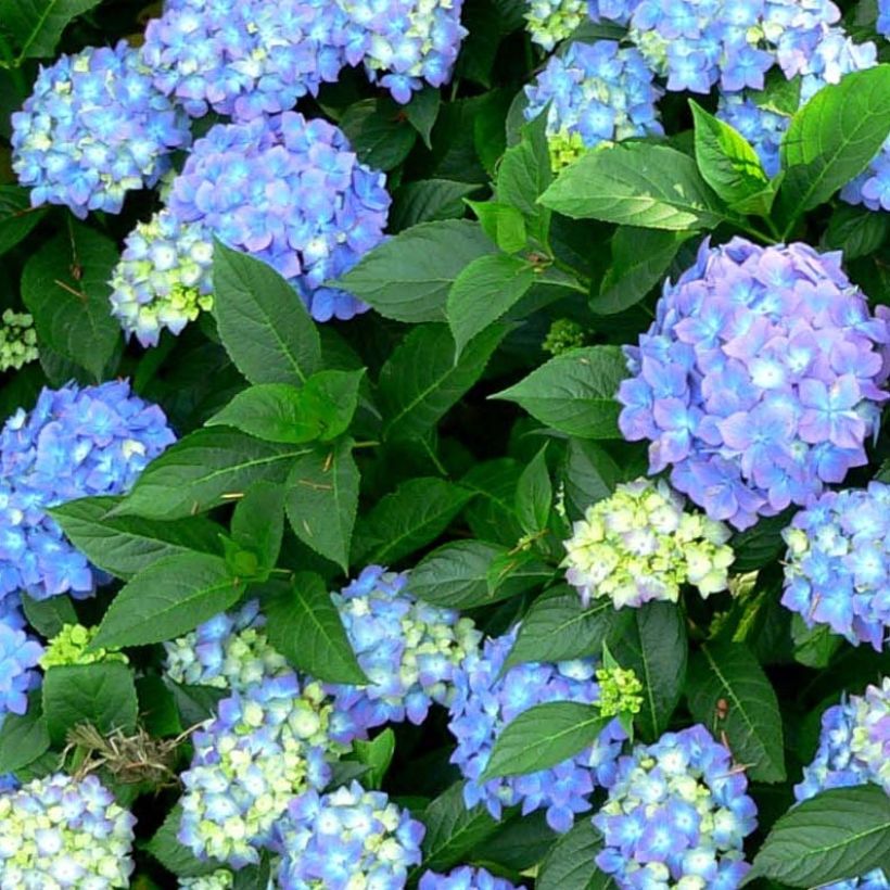 Hortensia - Hydrangea macrophylla Blauer Prinz (Feuillage)