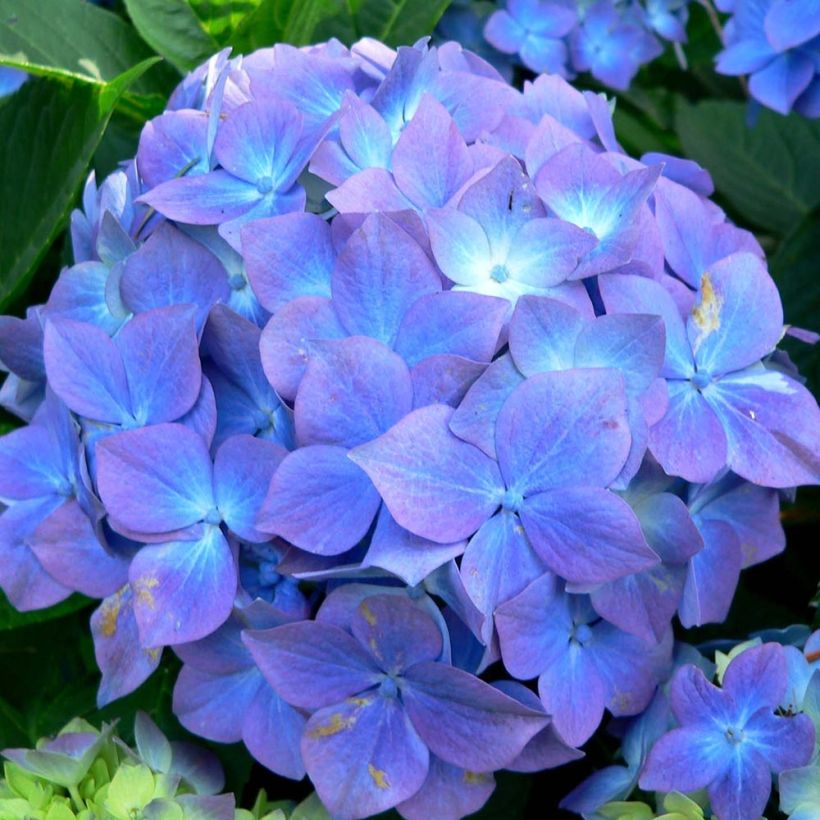 Hortensia - Hydrangea macrophylla Blauer Prinz (Floraison)