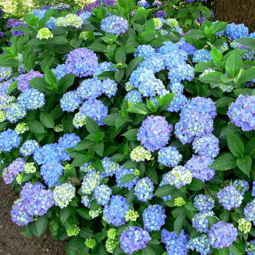 Hortensia - Hydrangea macrophylla Blauer Prinz (Port)