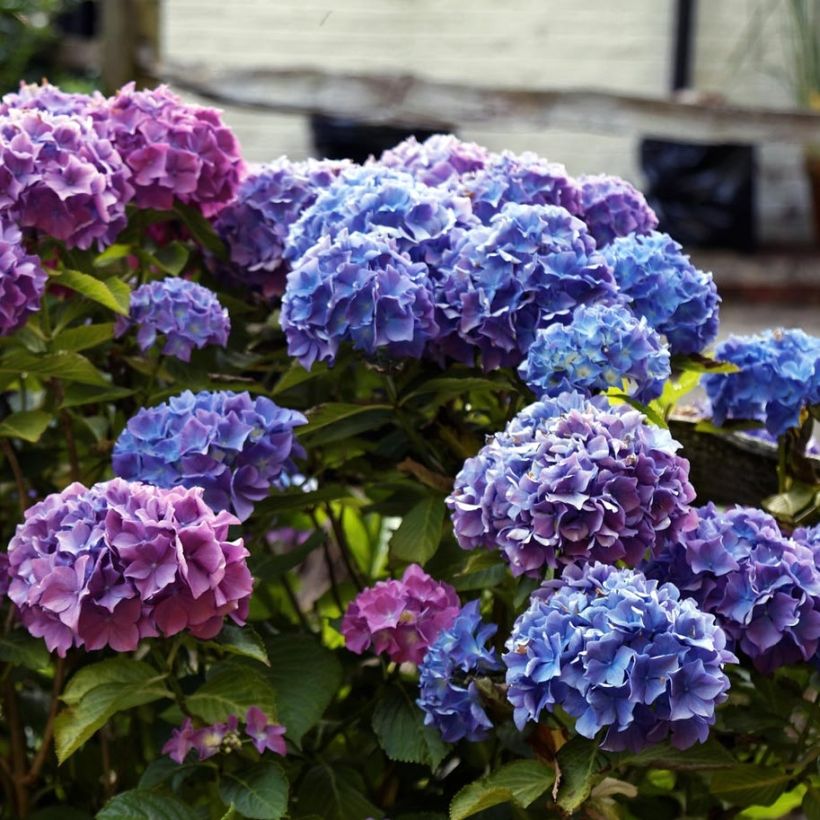 Hortensia - Hydrangea macrophylla Blauer Zwerg (Floraison)