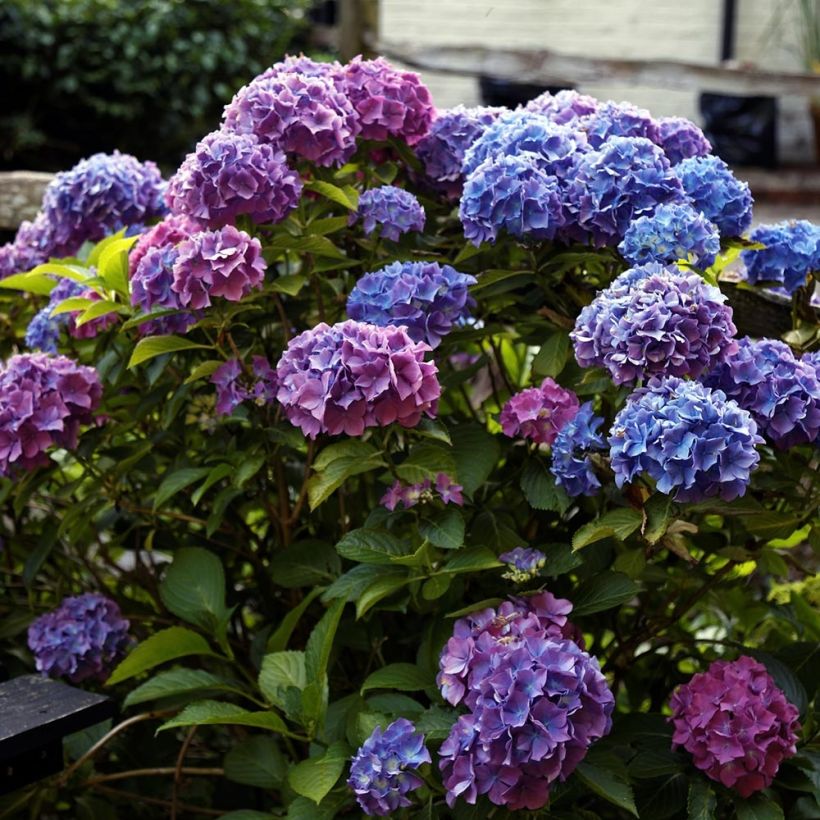 Hortensia - Hydrangea macrophylla Blauer Zwerg (Port)