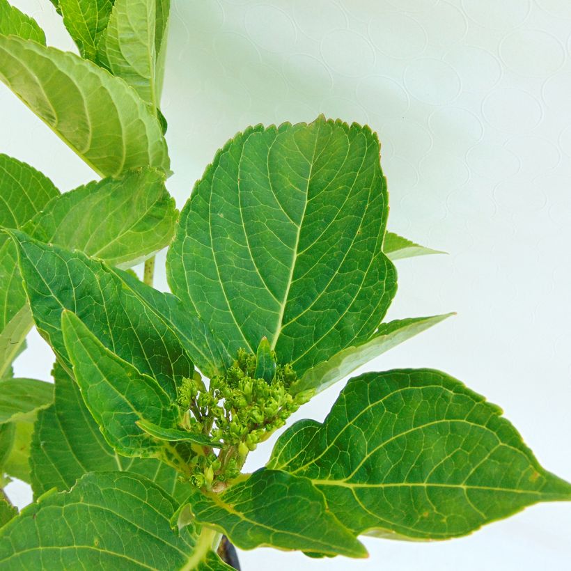 Hortensia - Hydrangea macrophylla Blaumeise (Feuillage)