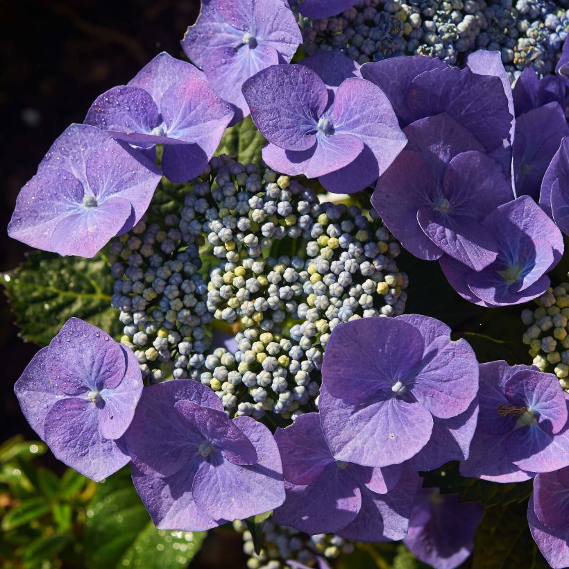 Hortensia - Hydrangea macrophylla Blaumeise (Floraison)