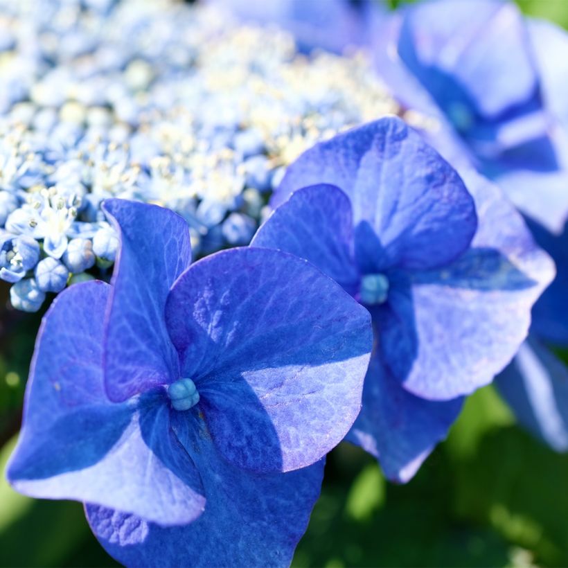 Hortensia - Hydrangea macrophylla Blue Sky (Floraison)