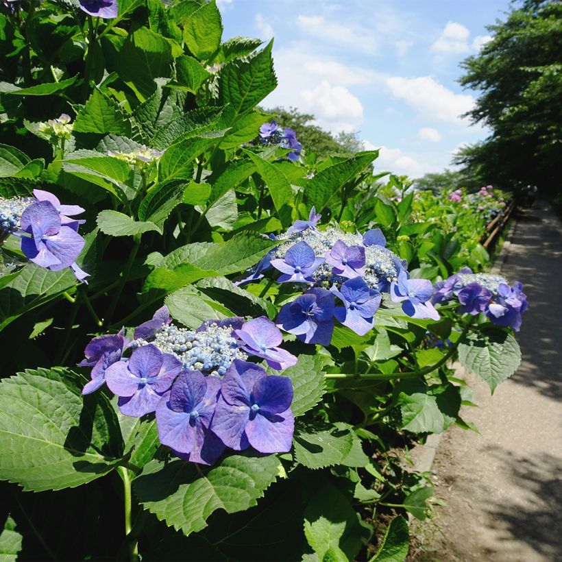 Hortensia - Hydrangea macrophylla Blue Sky (Port)