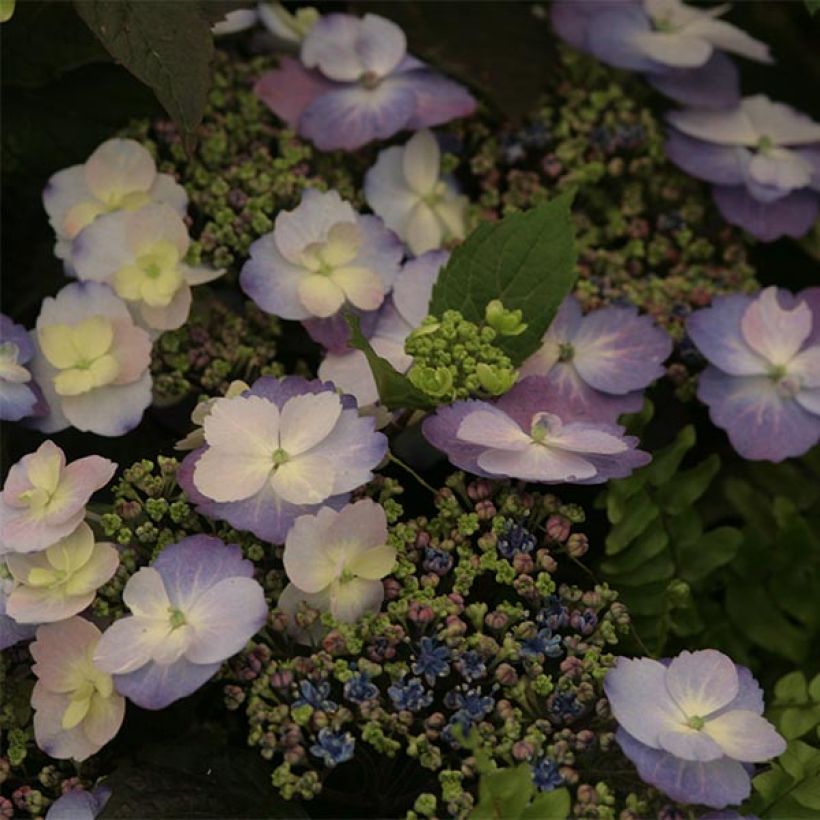 Hortensia - Hydrangea macrophylla Blueberry Cheesecake (Floraison)
