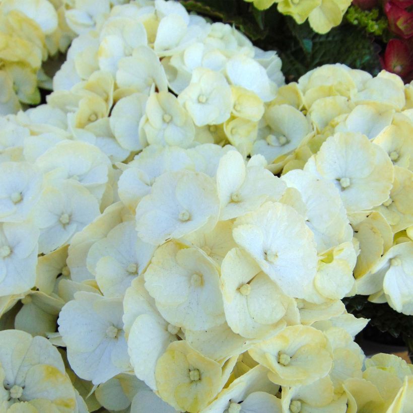 Hortensia - Hydrangea macrophylla Caipirinha (Floraison)