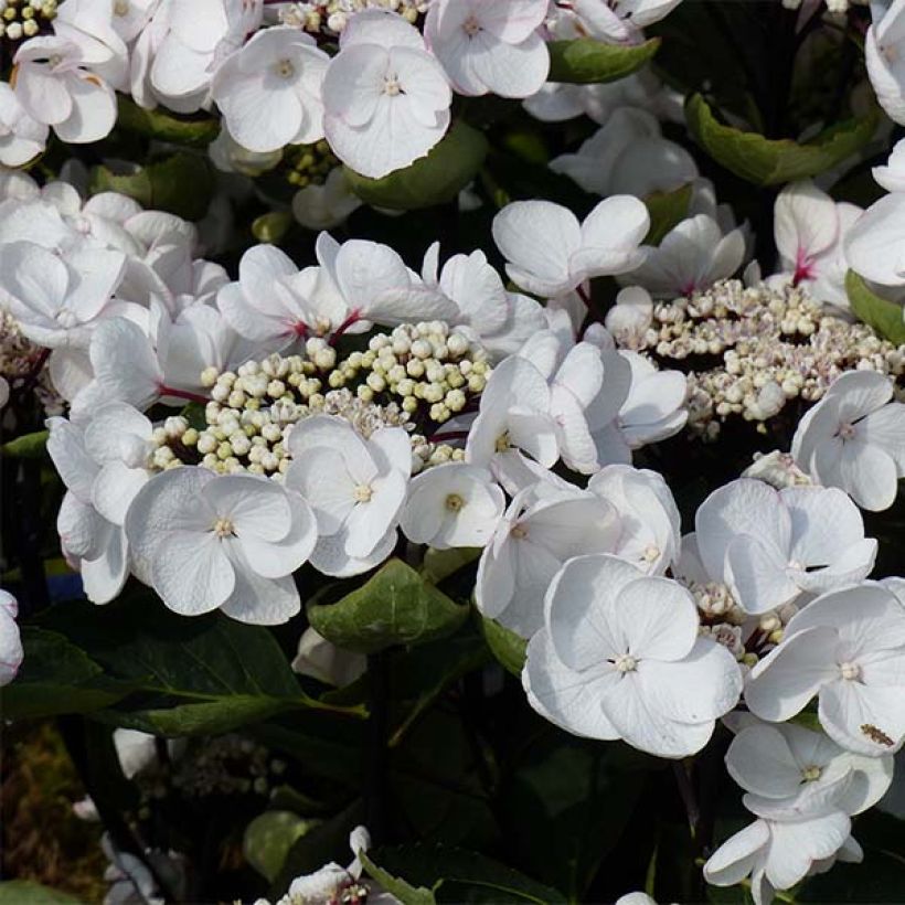 Hortensia - Hydrangea macrophylla Choco Chic (Floraison)