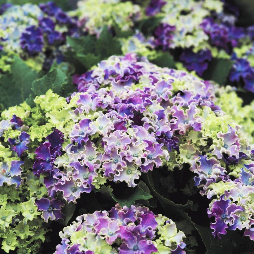 Hortensia - Hydrangea macrophylla Curly Sparkle Blue (Floraison)