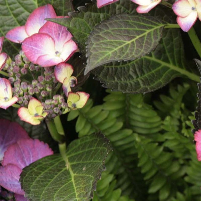 Hortensia - Hydrangea macrophylla Dark Angel Purple (Black Diamonds) (Feuillage)