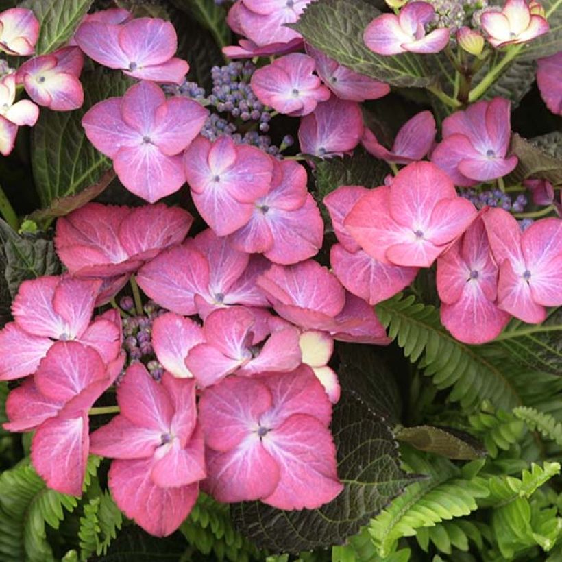 Hortensia - Hydrangea macrophylla Dark Angel Purple (Black Diamonds) (Floraison)