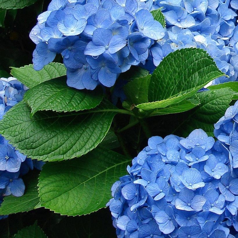 Hortensia - Hydrangea macrophylla Deutschland (Feuillage)