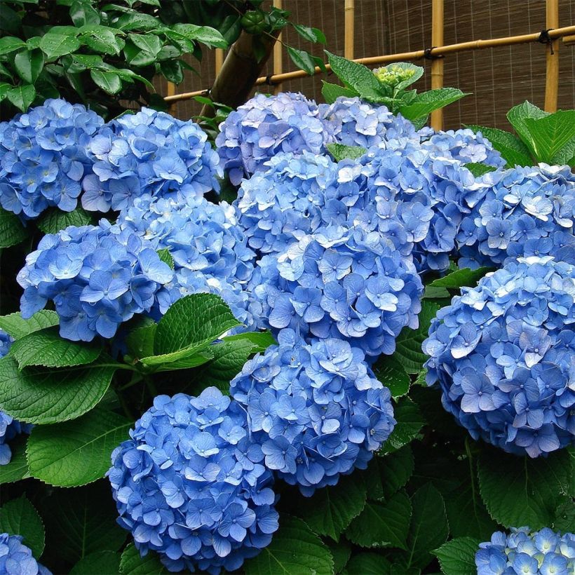 Hortensia - Hydrangea macrophylla Deutschland (Port)