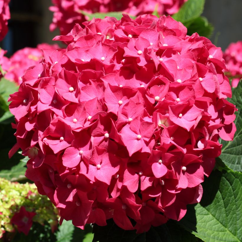 Hortensia - Hydrangea macrophylla Deutschland (Floraison)