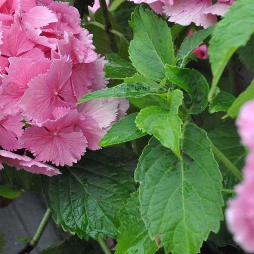 Hortensia - Hydrangea macrophylla Dolce Farfalle (Feuillage)